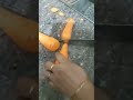 eto rat e misti khete khob ecce krcilo,ghore mtro tin ta gajor cilo..tai diye baniye nilm😊