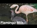 Flamingo Milk~フラミンゴミルク