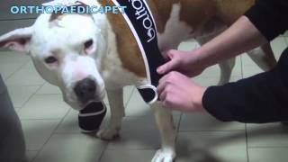 BT SOFT PLUS- Double elbow brace for Dogs screenshot 1