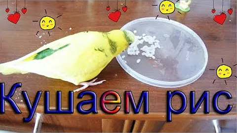 Как давать волнистому попугаю рис? Как я даю рис. Варить или замачивать рис попугаю?