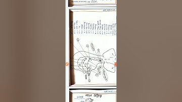 Topic-Speech & Speech Mechanism |Practicum| Pedagogy of Language Teaching|Course-vii(A) 2nd semester