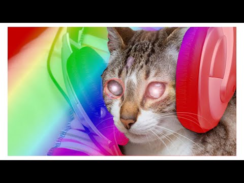 Lustige Katzenvideos Lustige Katzen Videos Zum