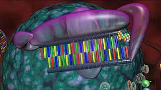 RNAi