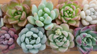 その他多肉植物 natural mqdefault.jpg