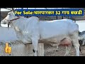 For Sale:#Desi #Cows Available for genuine buyers.tharparkar cows price.