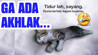 VIRAL VIDEO KUCING: 1400 TAHUN LALU NABI SAMPAIKAN | Perilaku Terhadap Kucing Hewan Kesayangan Nabi