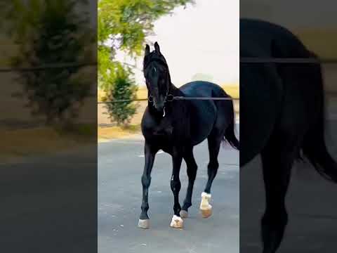 #indianhorses The Indian horse 🐎/trending horse media/black and white horse running training🏇