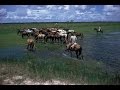 Cuidado de Hato Ganadero - Los Llanos - Colombia - TvAgro por Juan Gonzalo Angel
