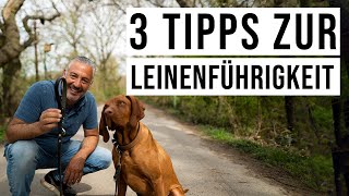 Harmonischer Spaziergang mit dem Hund! ❤ 3 Tipps, die Dir bei der #Leinenführung helfen werden..