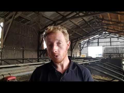 Vidéo: Comment induire de la chaleur chez une vache ?