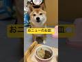 土台も可愛くて買おうか悩み中🤭💕#柴犬 #豆柴 #shibainu #犬 #犬のいる暮らし #shorts