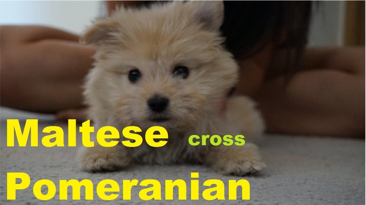 Maltese Pomeranian 8 - YouTube