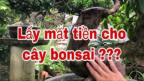 Hướng dẫn cách lấy mặt tiền cho cây bonsai | 12 Rules to Bonsai Branch Selection, Be the Creator