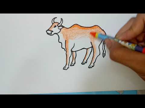 Video: Cách Vẽ Bò đực