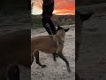 Même passion   Go  #passion #dogsport #trainingdog #workingdog #malinois  #dogsofyoutube