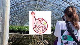 取材vlog　花あふれるふくおか　朝倉市『甘木のリンドウ』
