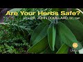 Are Your Herbs Safe? | Dr. John Douillard's LifeSpa