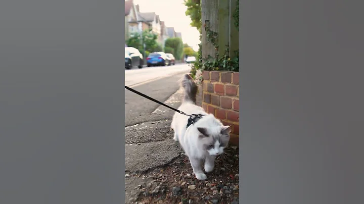 Ragdoll Cat walking outside on the leash #|Shorts Ragdolls Pixie and Bluebell - DayDayNews