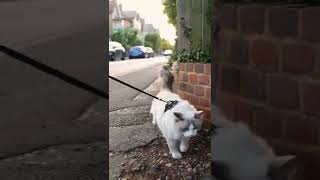 Ragdoll Cat walking outside on the leash #|Shorts Ragdolls Pixie and Bluebell