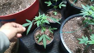 21+ plz Update on CUZZINS garden #NUKEHEADS