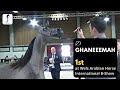 ⚡D Ghaneeemah⚡1st at Wels Arabian Horse International B-Show