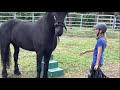 My Friesian horse Hercules arrived from the Netherlands!