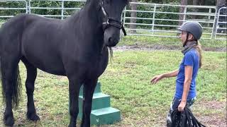 My Friesian horse Hercules arrived from the Netherlands!