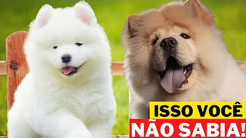 Qual a raça de cachorro peludo?