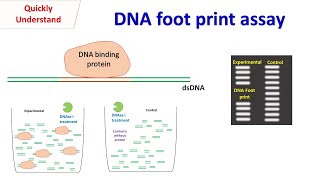 DNA foot print assay