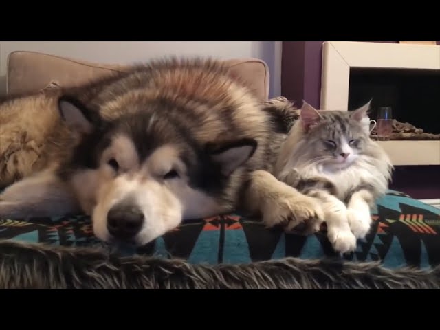 OWNING DOGS AND CATS - THE MILO PHIL RELATIONSHIP