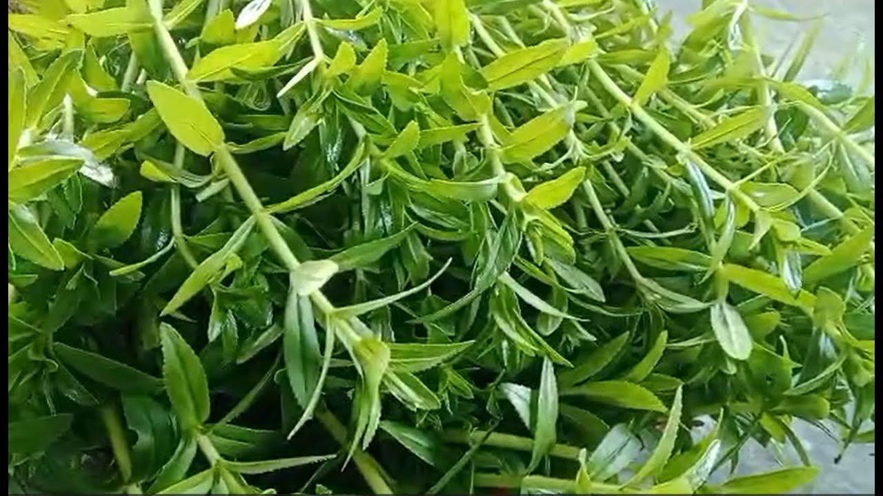 CÁCH TRỒNG RAU NGÒ ÔM ĐƠN GIẢN , DỄ THÀNH CÔNG NHẤT