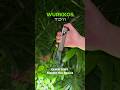 WURKKOS TD11:Find your perfect brightness. #wurkkos #flashlight #tacticaledc #november2025