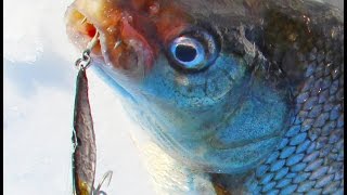 Whitefish Tips and Techniques