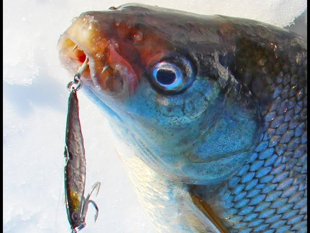 Whitefish Tips and Techniques 