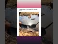 Polarisation Of Light #physics #optics #waveoptics #shorts #shortvideo #shortsvideo #shortsfeed #ipl