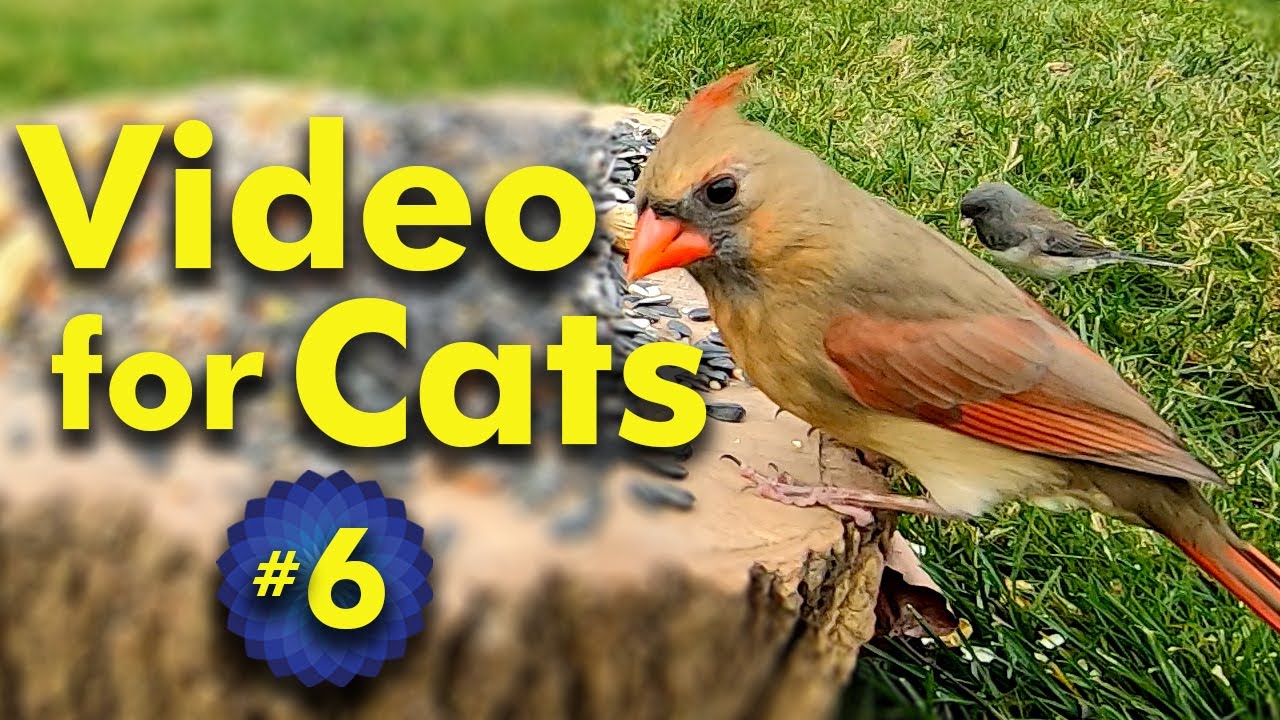 Wild Birds and Squirrels - Video for Cats to Watch | Video 6