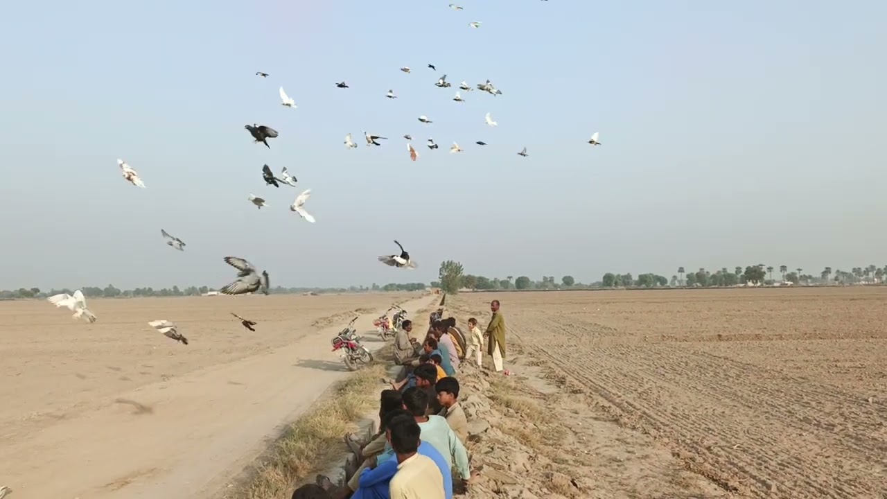 jas Bhai ko kabootro Ka  shonkho hi  hum se rabta kare comment kry..