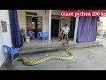Brave 70-year-old man confronts 200 kg giant snake