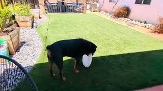 Short Vlog with Macho the Rottweiler by Macho the Rottweiler 125 views 10 days ago 3 minutes, 33 seconds