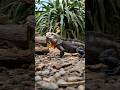 iguana and snake playing #animals #reptile #iguana #world