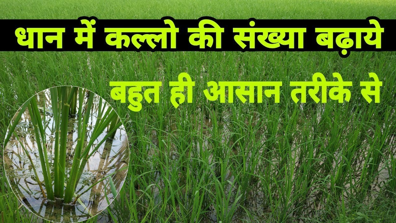 How to increase growth in rice plants! Increase tillers in rice crop