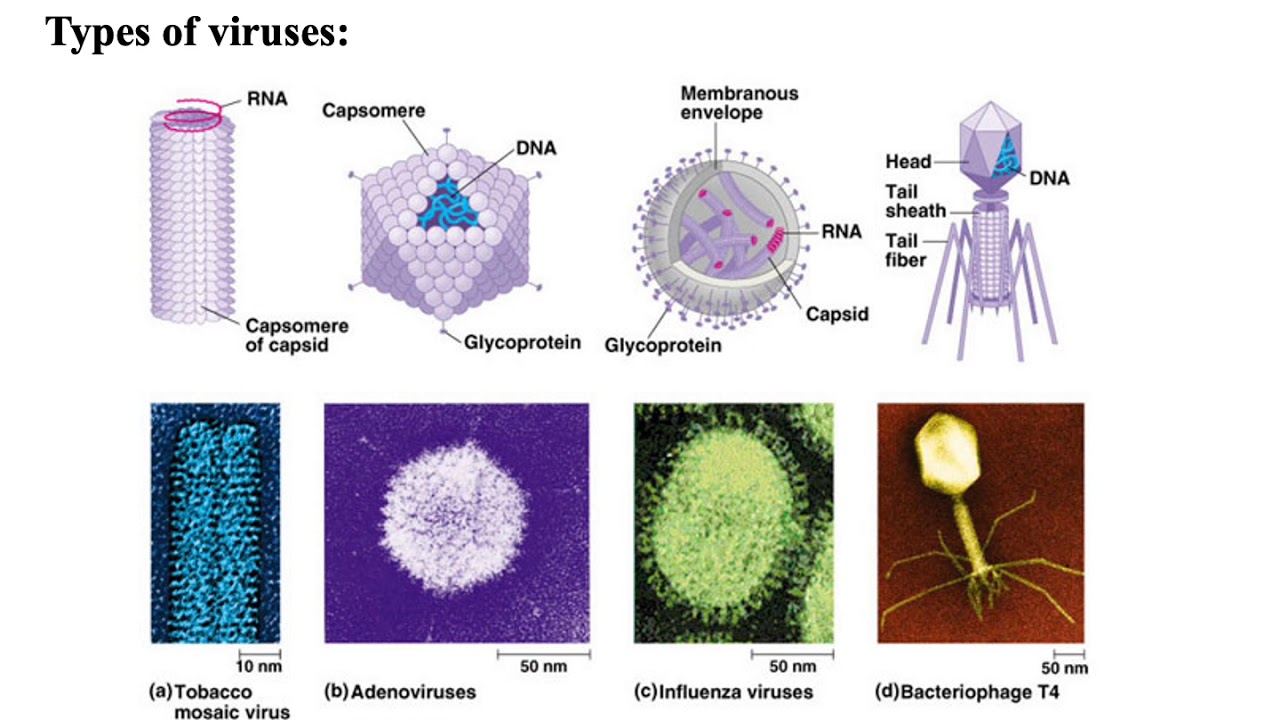 Фотографию вируса и названия. Формы вирусов. Вирус. Разнообразие форм вирусов. Видовые названия вирусов.