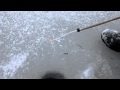 Ловля окуня по первому льду.MOV