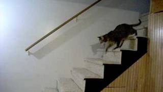 Rajah Crying and Bringing Her Toy Downstairs