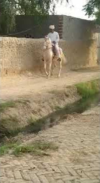 MSF KASUR