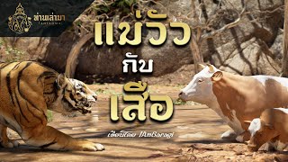 แม่วัวกับเสือ | ท่านเล่ามา 3D