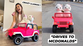 BUYING MY CRAZY LLAMA A JEEP !! MY LLAMAS DRIVE TO MCDONALDS !!