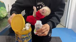 Baby monkey Abi was angry with his mother when he was left home alone