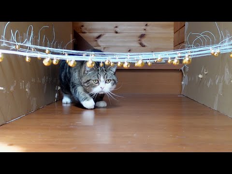 サイレントチャレンジなねこ。-Silent challenge and Cats.-