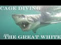 Great white gone nuts